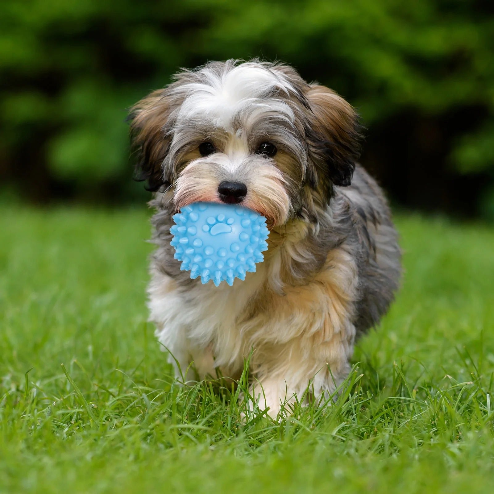 Blue 7 Pack Puppy Chew Toys for Small Dogs Interactive Teething and Gum Massage Rubber and Rope Set
